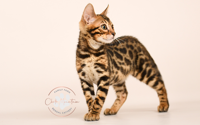 Bengal kitten for sale